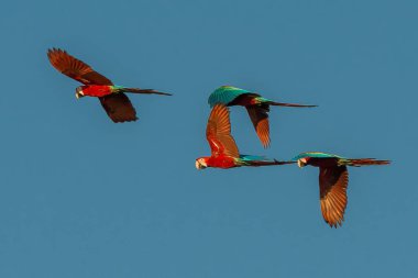 flock of macaws flying in the peruvian Amazon jungle at Madre de Dios Peru clipart