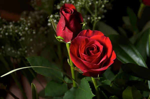 Main Light Focused Flower Red Rose Partial Bloom Dark Background — 스톡 사진