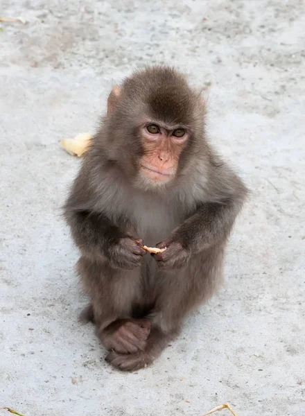 Niedliches Baby Japanischer Makaken Sieht Skeptisch Aus — Stockfoto