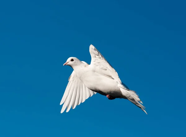 Foto Close Agradável Pombo Voador Branco — Fotografia de Stock