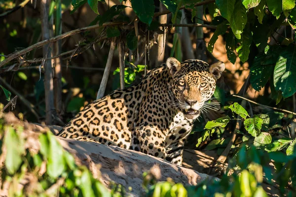 Jaguar Selva Amazônica Peruana Madre Dios Peru — Fotografia de Stock