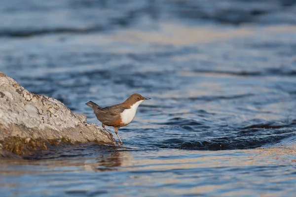 Merle Eau Cinclus Cinclus Dans Habitat Naturel — Photo