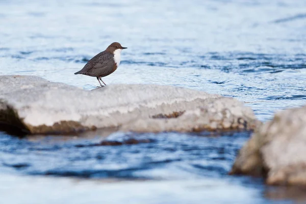 Dipper Cinclus Cinclus Den Naturliga Miljön — Stockfoto