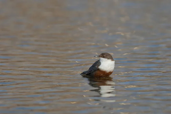 Dipper Cinclus Cinclus Dans Habitat Naturel — Photo