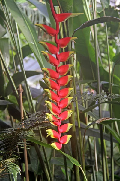Samt Papagei Blume Heliconia Velutina — Stockfoto