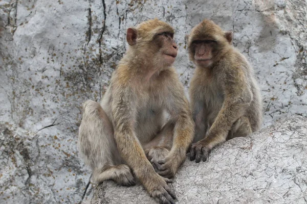 Die Affen Von Gibraltar — Stockfoto