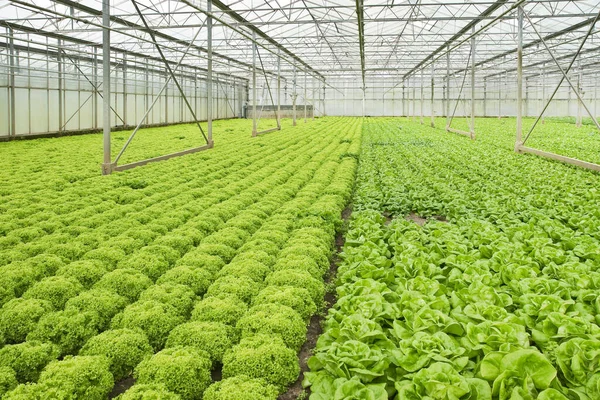 Monocultivo Plantas Ensalada Que Crecen Invernadero Verano Horizontal — Foto de Stock