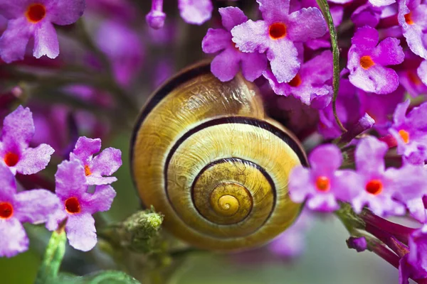 Cerca Caracol Flores Mariposa Rosa Arbusto — Foto de Stock