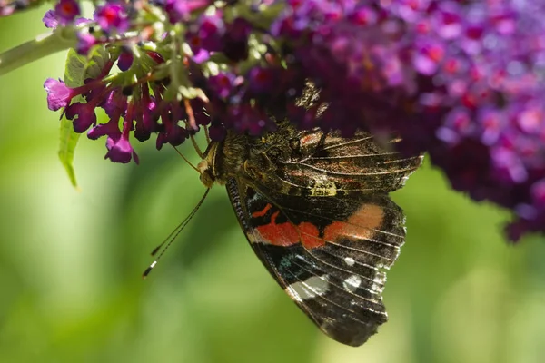 Kırmızı Amiral Kelebek Yaz Aylarında Butterflybush Çiçeklerle Beslenen — Stok fotoğraf