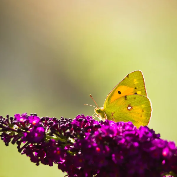 Borboleta Amarela Nublada Escura Colias Crocea Butterflybush Roxo Jardim Verão — Fotografia de Stock
