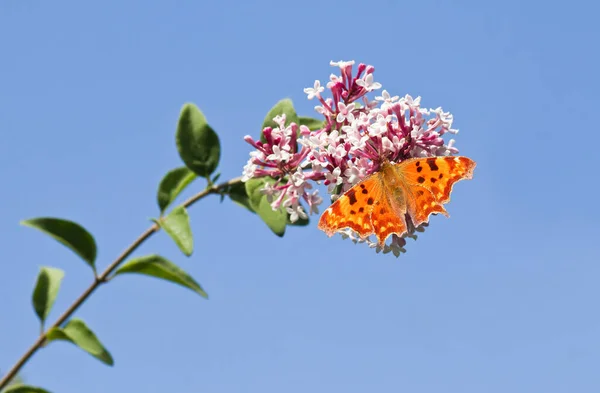 Coma Mariposa Alimentándose Flores Syringa Con Fondo Cielo Azul — Foto de Stock
