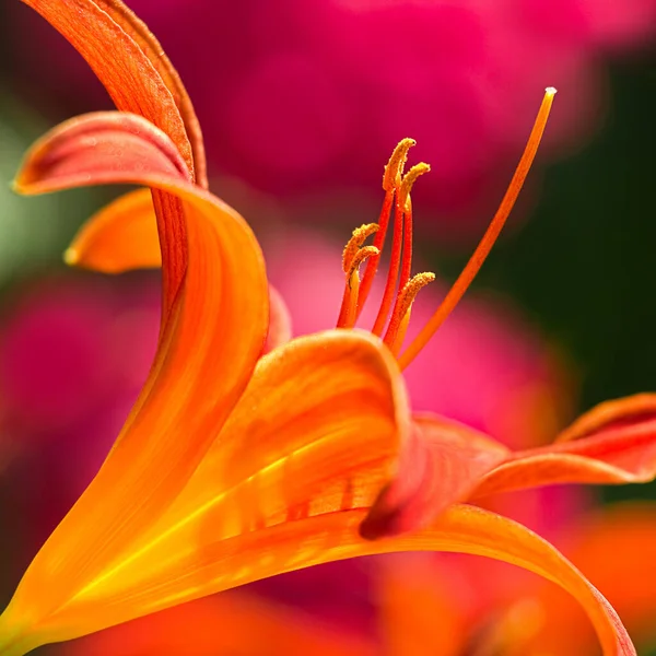 Oranžová Lilie Bočním Úhlu Pohledu Růžovými Květy Pozadí — Stock fotografie