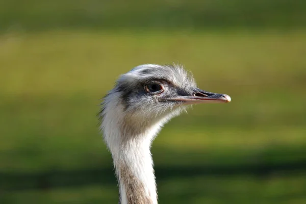 Scenic View Beautiful Ostriches Nature — Stock Photo, Image