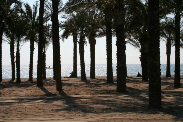 Gaj Palmowy Morzu Śródziemnym — Zdjęcie stockowe