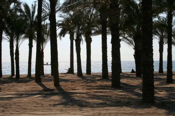 Palmdunge Medelhavet — Stockfoto