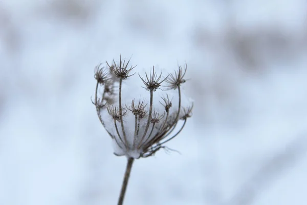 Karla Kaplı Çimenler — Stok fotoğraf
