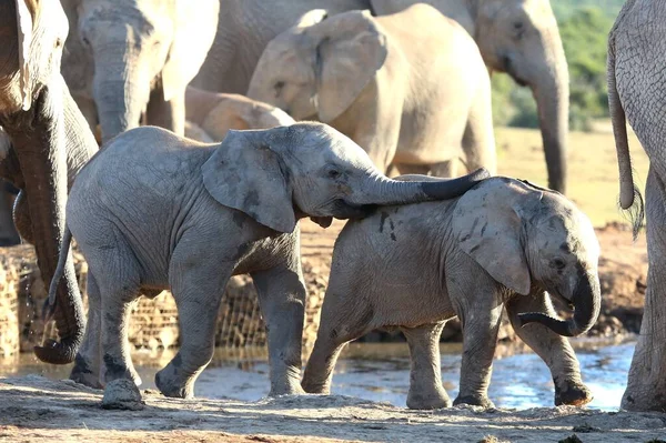 Jóvenes Amigos Elefantes Africanos Jugando Pozo Agua — Foto de Stock