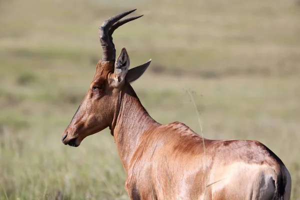 Retrato Antílope Hartebeest Rojo Con Cuernos Curvos —  Fotos de Stock