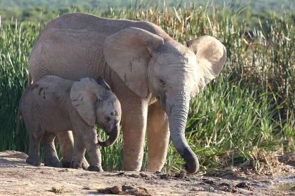 Jóvenes Hermanos Elefantes Africanos Pozo Agua — Foto de Stock