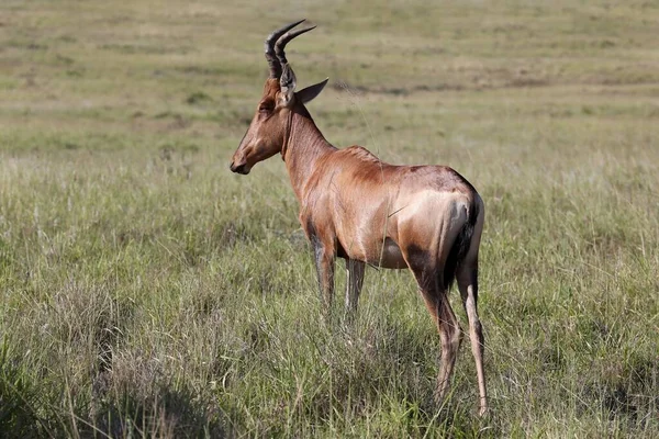 Red Hartebeest Antelope Står Det Långa Gräset — Stockfoto