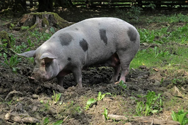 Ganado Doméstico Pastos Agrícolas —  Fotos de Stock