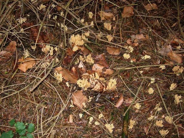 forest floor with spruce coral