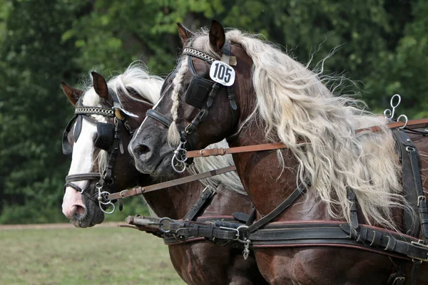 Caballos Aire Libre Durante Día — Foto de Stock