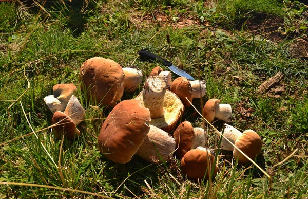 Forest Mushrooms Growing Collected Foliage Mountains — Stock Photo, Image