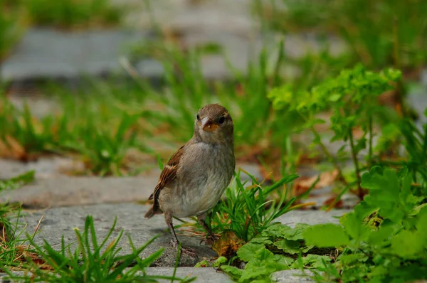 草地上的麻雀 — 图库照片