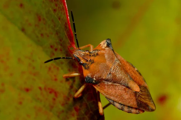 Nahaufnahme Von Wanzen Der Wilden Natur — Stockfoto