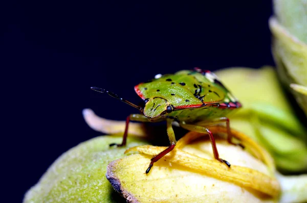 Close Bug Natureza Selvagem — Fotografia de Stock