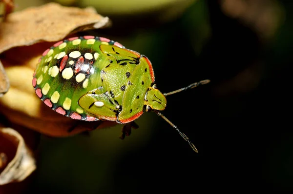 Closeup View Insect Nature — Stock Photo, Image