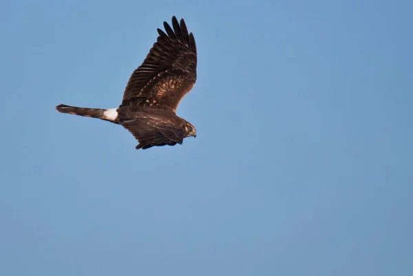 Vrouwelijke Noordelijke Kiekendief Vliegend Een Blauwe Lucht — Stockfoto