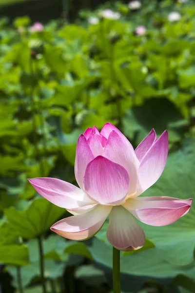 Water Lily Flower Lotus Plant — Stock Photo, Image