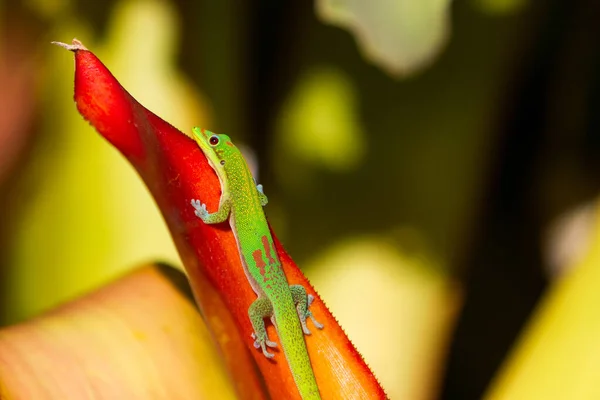 exotic wild lizard, reptile animal