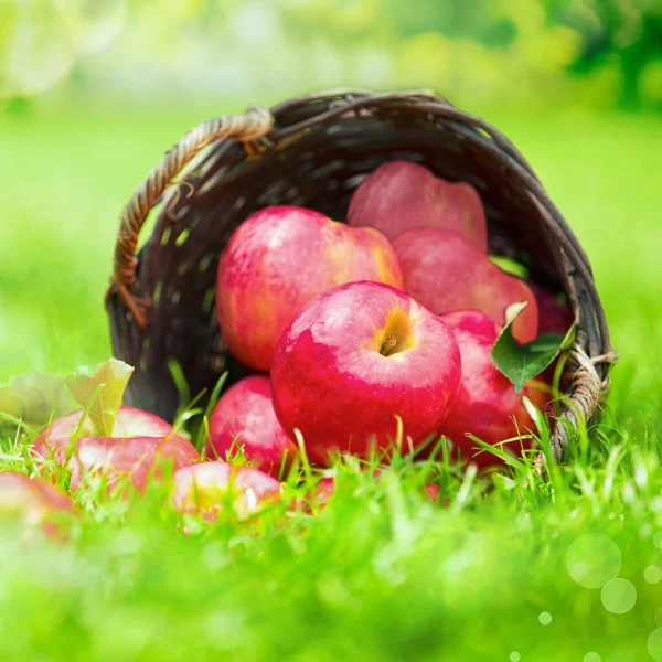 우거진 초원에 바구니에 사과를 Dof 가까이 — 스톡 사진