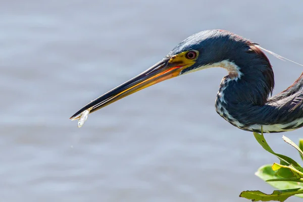 Herón Grande Azul Americano Busca Comida Ngreat Herón Azul Forjarse — Foto de Stock