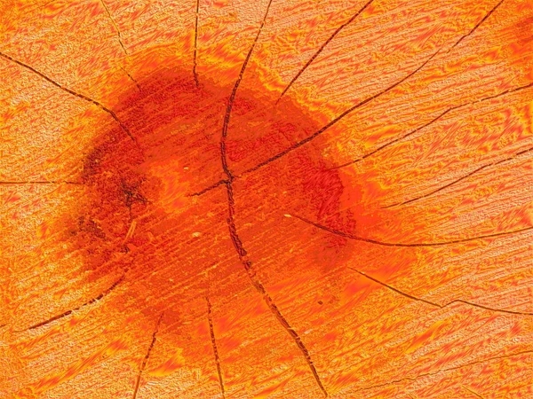 Kurumuş Portakal Ağacı Dokusu — Stok fotoğraf