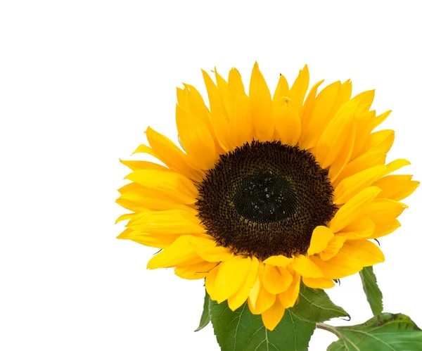 Sunflower Isolated White Background — Stock Photo, Image