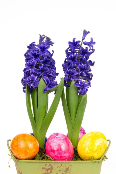 Jacintos Azuis Florescentes Com Ovos Páscoa — Fotografia de Stock