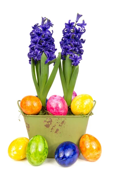 Jacintos Azuis Florescentes Com Ovos Páscoa — Fotografia de Stock