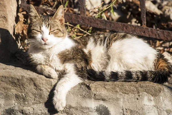 Colorato Giovane Vicolo Gatto Sdraiato Strada Recinzione Soleggiata — Foto Stock