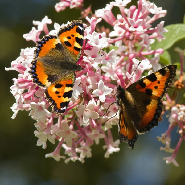 Pequeñas Mariposas Tortuga Alimentándose Flores Syringa Verano — Foto de Stock