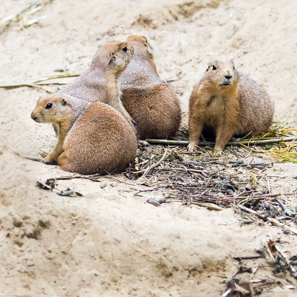 Quatro Cães Pradaria Sentados Juntos Assistindo Quadrado — Fotografia de Stock