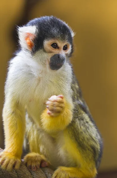Esquilo Macaco Crânio Sentado Corda — Fotografia de Stock