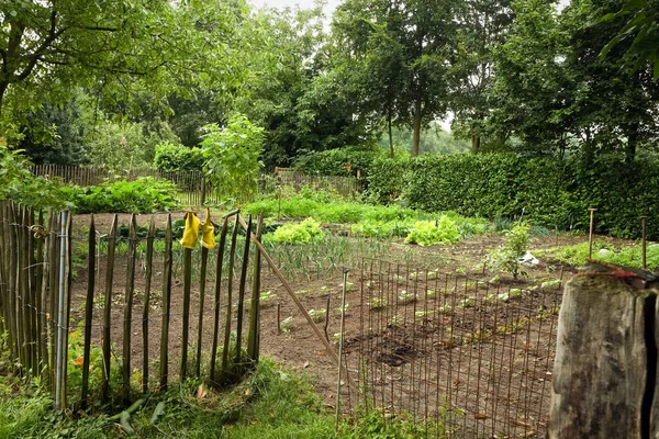 Ogród Warzywny Ogrodzeniem Obok Gospodarstwa Wsi Lecie — Zdjęcie stockowe