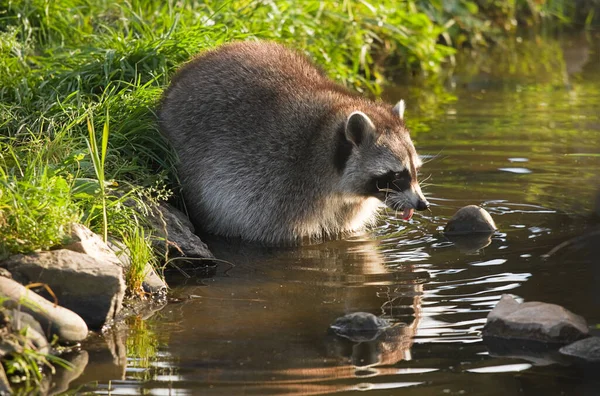 Raton Laveur Commun Procyon Lotor Soleil Soir Recherche Nourriture Dans — Photo