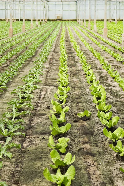 Overzicht Nieuwe Aanplant Van Jonge Salade Andive Planten Kas Zomer — Stockfoto