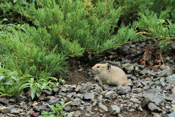 Rodents Mongolian Steppe — Stock Photo, Image