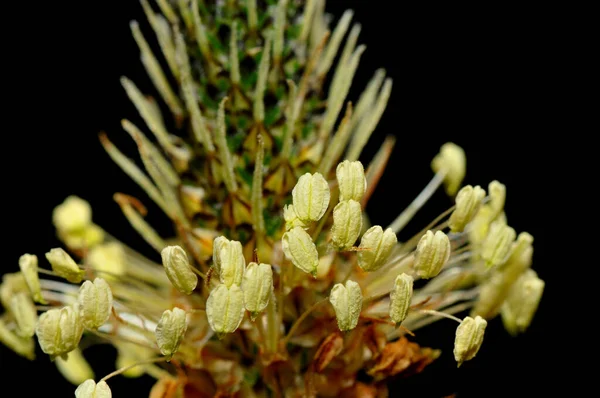 Blossom Plantain — Stock Photo, Image